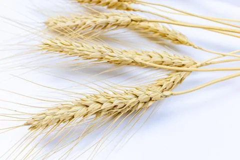 Yellow ears of wheat Stock-Fotos