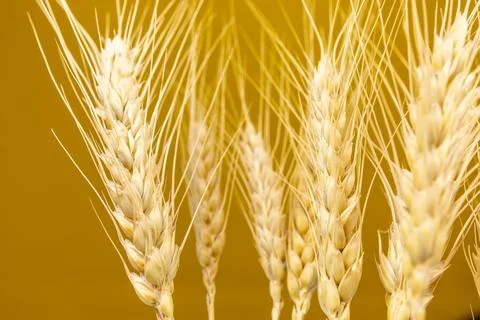 Yellow ears of wheat Stock Photos