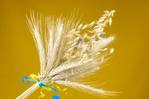 Yellow ears of wheat Stock-Fotos