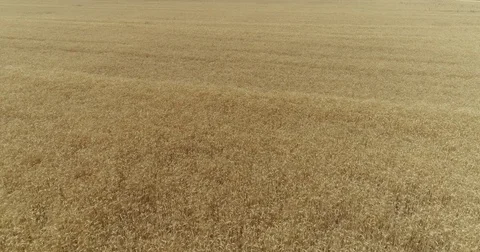 Yellow ears wheat sway in the wind, the background field of ripe ears of wheat Stock Footage 80085350