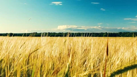 Yellow ears wheat sway in the wind. Wheat growing on field, blue sky. Stock Footage 111967413