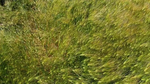 Yellow ears of wheat sway in the wind, background field of ripe ears of wheat Stock Footage 152105257