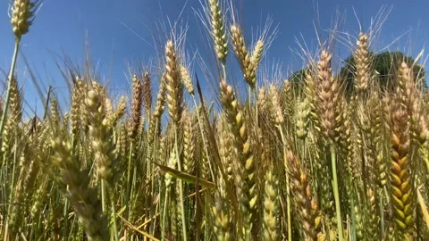 Yellow ears of wheat sway in the wind with a blue sky background Stock Footage 197057669