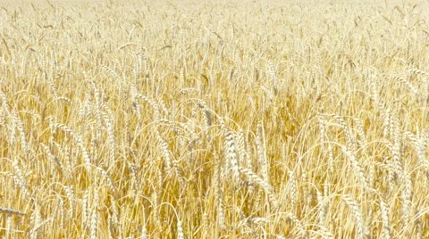Yellow ears of wheat swaying in the wind on the field in a sunny summer day. Stock-Footage 65104987