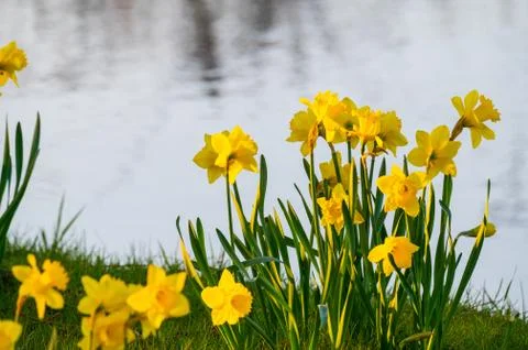 Yellow easter bells  stand together on the edge of a river Stock-Fotos