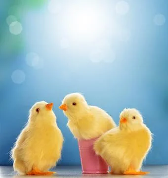 Yellow Easter chickens on blue blurred background. Stock Photos