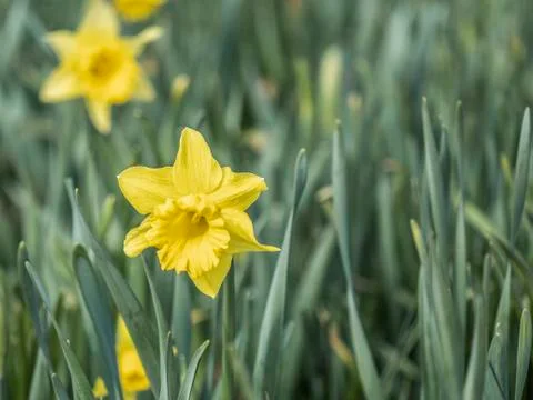 A yellow easter daffodils Stock Photos