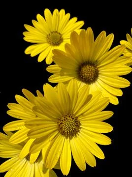 Yellow easter daisy in bloom closeup view isolated on black background Foto stock