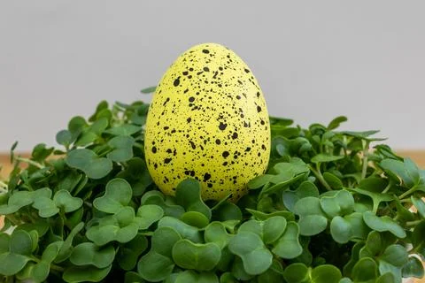 A yellow Easter egg with black spots sits on a bed of green grass Stock Photos