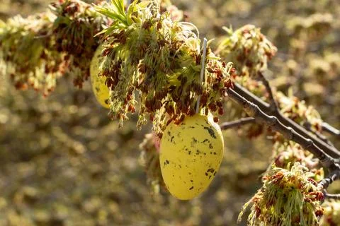 Yellow Easter egg hanging from a branch surrounded by spring foliage and bl.. Fotos de archivo