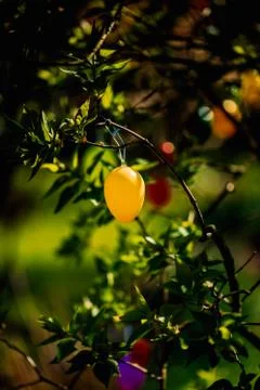 Yellow easter egg hanging on a tree in a garden Stock Photos