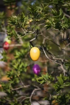 Yellow easter egg hanging on a tree in a garden Stock Photos