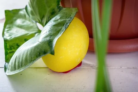 Yellow easter egg hidden under leaf Stock Photos