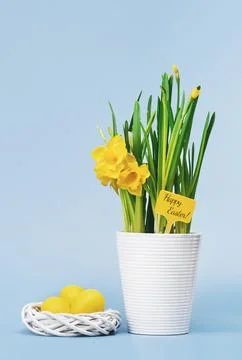 Yellow Easter eggs and Daffodils in a pot Stock Photos