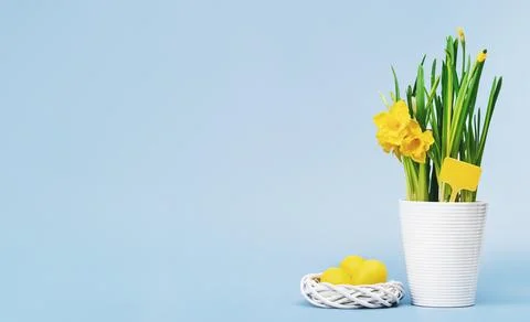 Yellow Easter eggs and Daffodils in white pot Foto stock