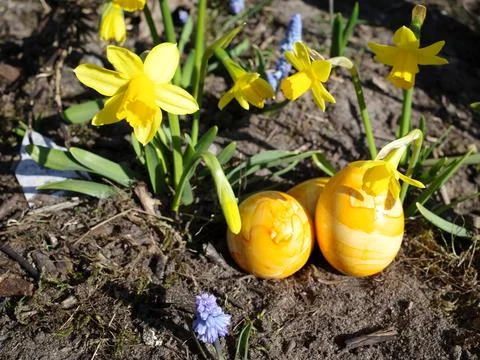 Yellow easter eggs between daffodils Stock Photos