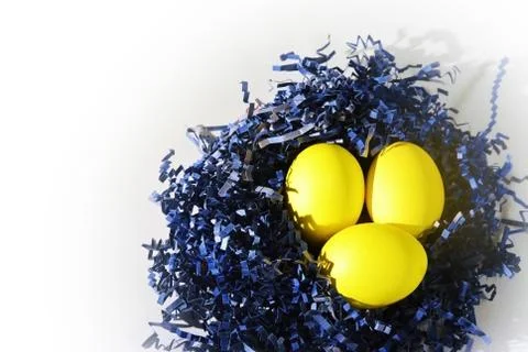 Yellow Easter eggs in blue paper bird nest on white Stock Photos