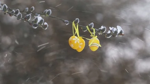 Yellow Easter eggs in snow Stock Footage 87569960