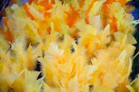Yellow easter feathers Stock Photos