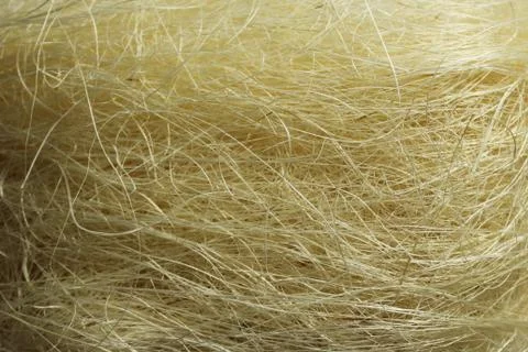 Yellow easter grass Stock Photos