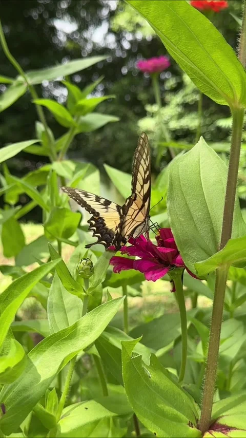 Yellow Eastern Tiger Swallowtail Butterfly Feeding on Magenta Zinnia Flower Vidéo 330052477