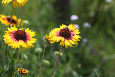 Yellow echinacea with bees Stock Photos