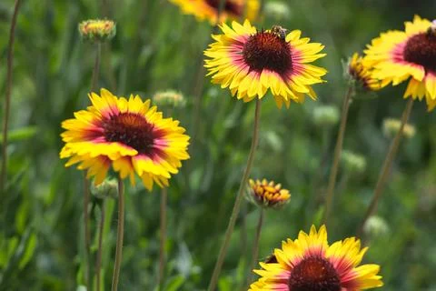 Yellow echinacea with bees Stock Photos