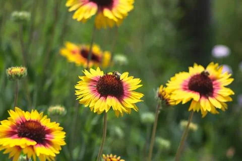 Yellow echinacea with bees Stock Photos