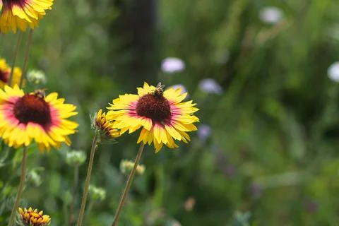 Yellow echinacea with bees Stock Photos