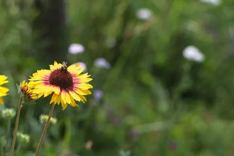 Yellow echinacea with bees Stock Photos