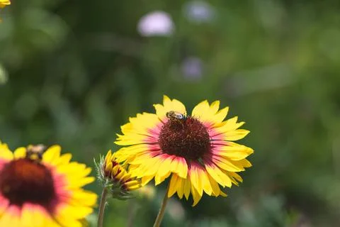 Yellow echinacea with bees Stock Photos