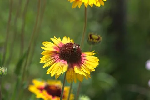 Yellow echinacea with bees Stock Photos