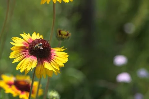 Yellow echinacea with bees Stock Photos