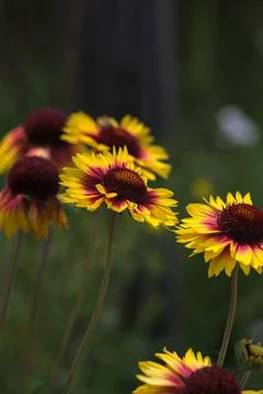 Yellow echinacea with bees Stock Photos