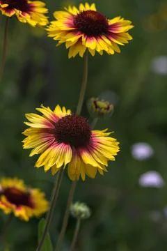 Yellow echinacea with bees Stock Photos