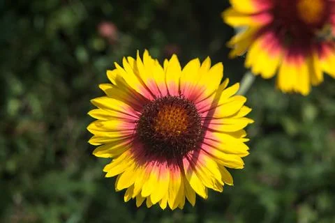 Yellow echinacea with bees Stock Photos
