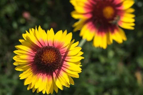 Yellow echinacea with bees Stock Photos