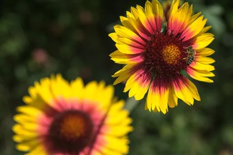 Yellow echinacea with bees Stock Photos