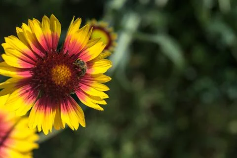 Yellow echinacea with bees Stock Photos