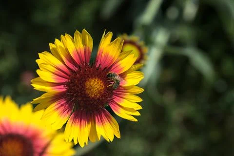 Yellow echinacea with bees Stock Photos