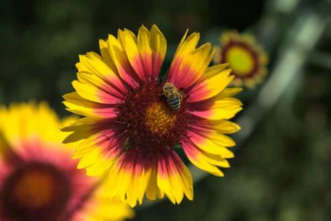 Yellow echinacea with bees Stock Photos