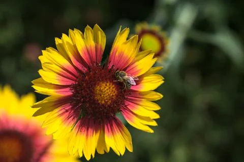 Yellow echinacea with bees Stock Photos