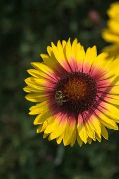 Yellow echinacea with bees Stock Photos