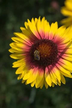 Yellow echinacea with bees Stock Photos