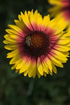 Yellow echinacea with bees Stock-Fotos