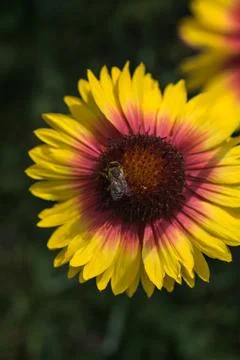 Yellow echinacea with bees Stock Photos