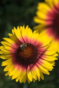 Yellow echinacea with bees Stock Photos