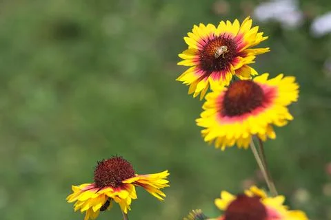 Yellow echinacea with bees Stock Photos