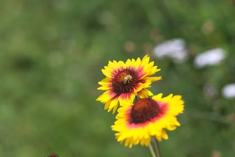 Yellow echinacea with bees Stock Photos
