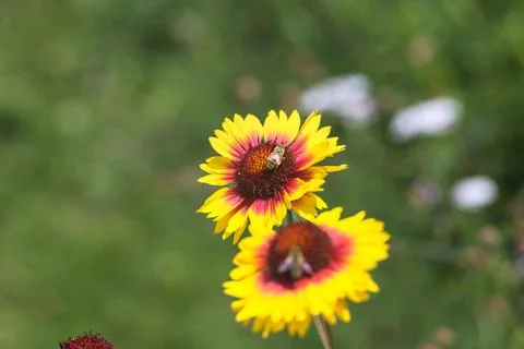 Yellow echinacea with bees Stock Photos